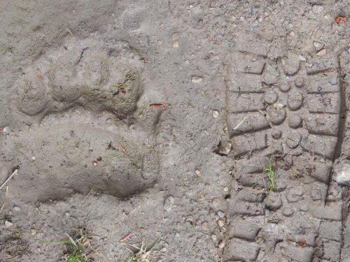 Black Bear footprint, Rockies Canada