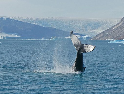 Walvissen spotten
