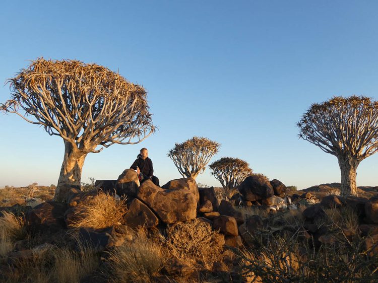 Namibië kokerbomen